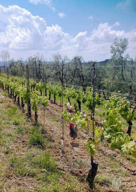 Agriturismo Luggiano Vinci Esterno foto